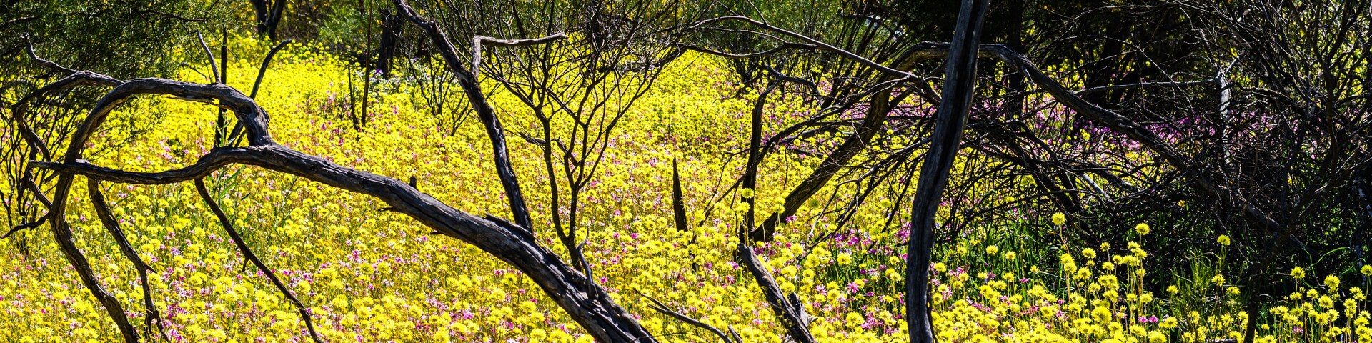 Yellow and Pink Everlasting Wildflowers with wattle in background in Western Australia at Coalseam Conservation Park.