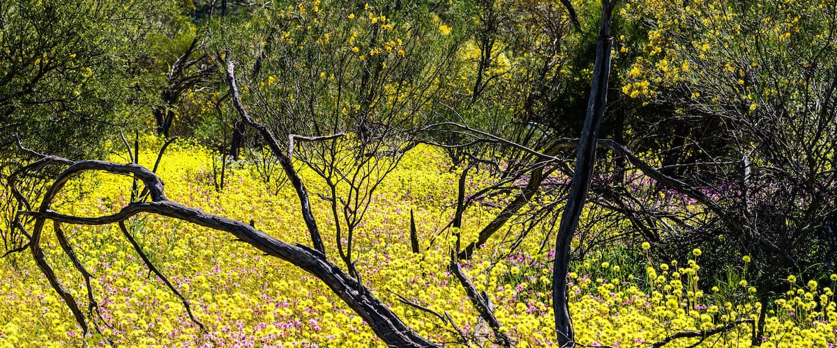 A field of yellow and pink flowers with a fallen tree in the foreground.