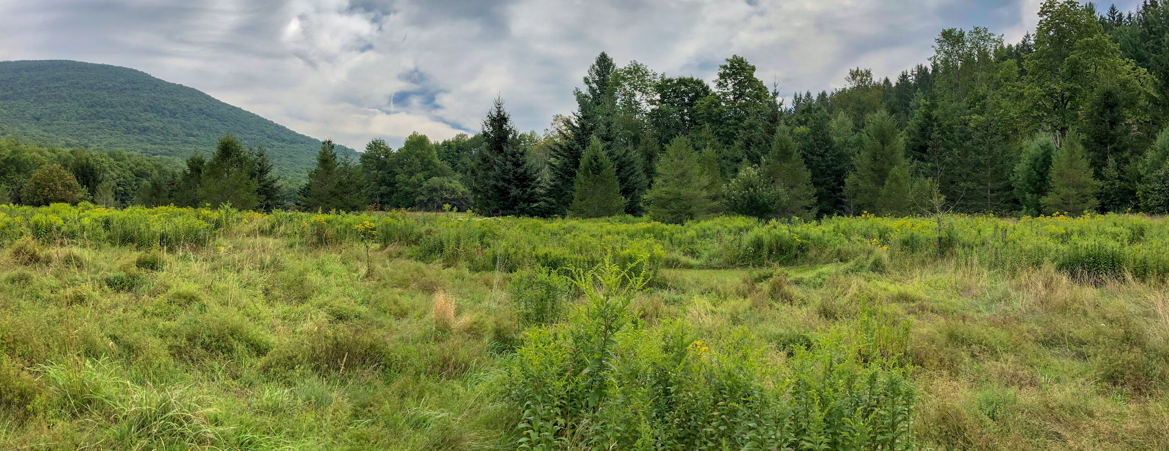 West Kill Mountains Wilderness Landscape with Green Trees and Green Grass Forrest Nature Background