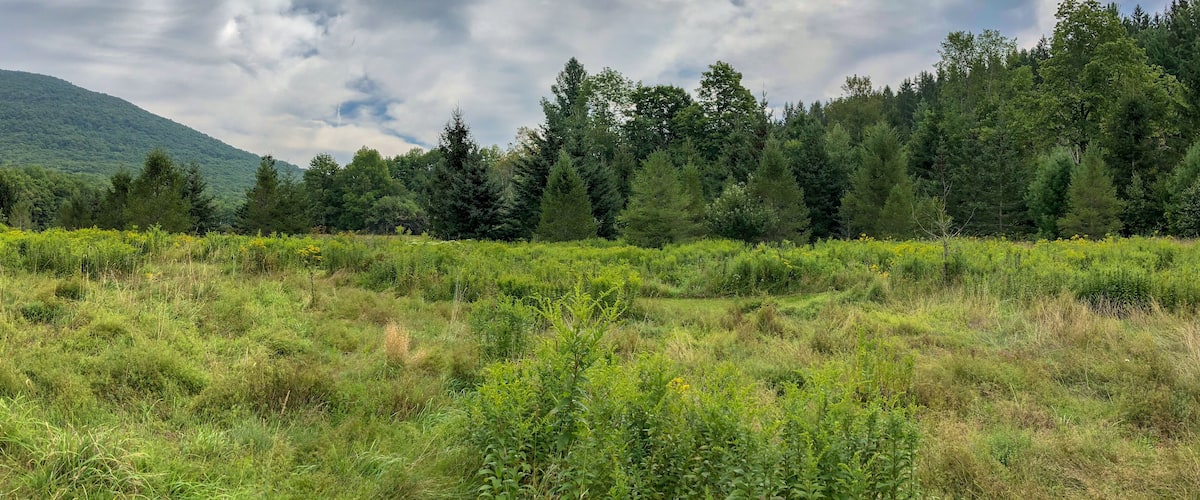 A lush green meadow with dense forest and a mountain in the background.