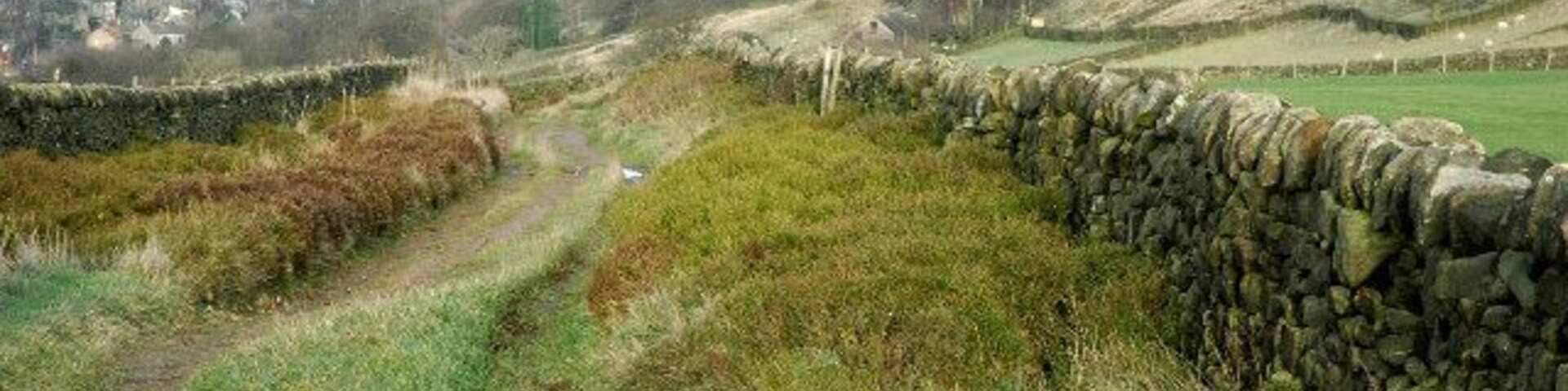From Hartcliff Brow to Hill Side. A classic upland track in Yorkshire, flanked by stone walls and with clumps of bilberry and heather.