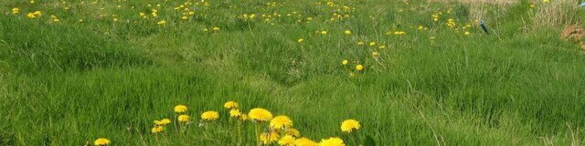 Royd Moor Reservoir. A spring time view across the meadows of Royd Moor Farm from Royd Moor Road. Ingbirchworth village is in the distance on the left, with the white building of the former Rose and Crown pub, the last house in the village (going south) visible. See SE2205.
