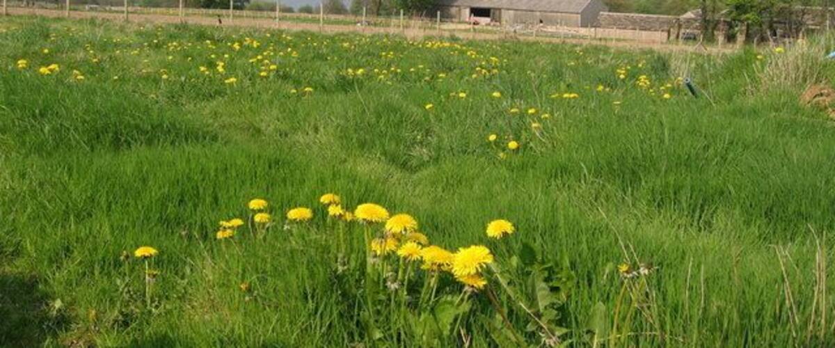 Royd Moor Reservoir. A spring time view across the meadows of Royd Moor Farm from Royd Moor Road. Ingbirchworth village is in the distance on the left, with the white building of the former Rose and Crown pub, the last house in the village (going south) visible. See SE2205.