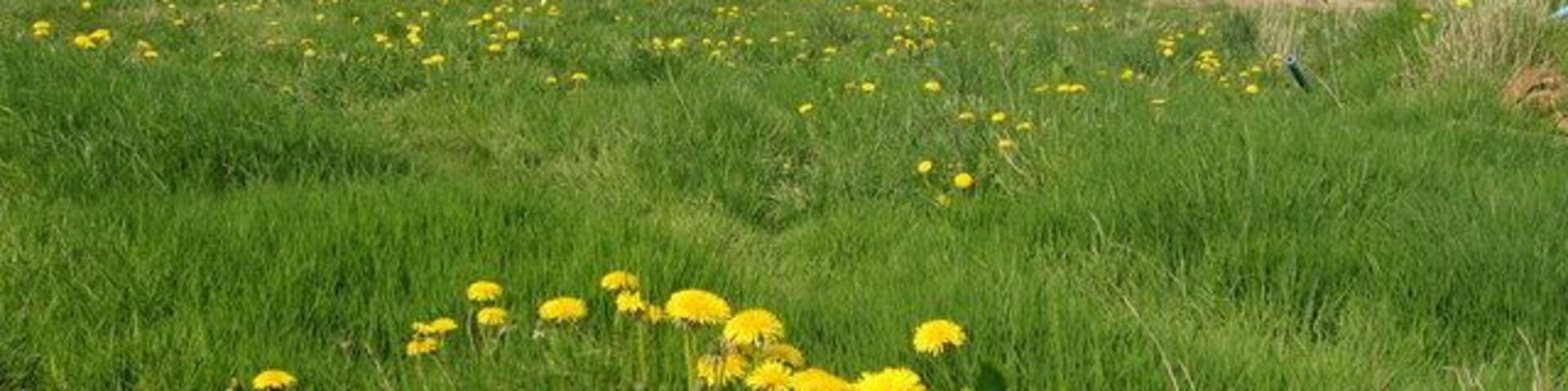 Royd Moor Reservoir. A spring time view across the meadows of Royd Moor Farm from Royd Moor Road. Ingbirchworth village is in the distance on the left, with the white building of the former Rose and Crown pub, the last house in the village (going south) visible. See SE2205.