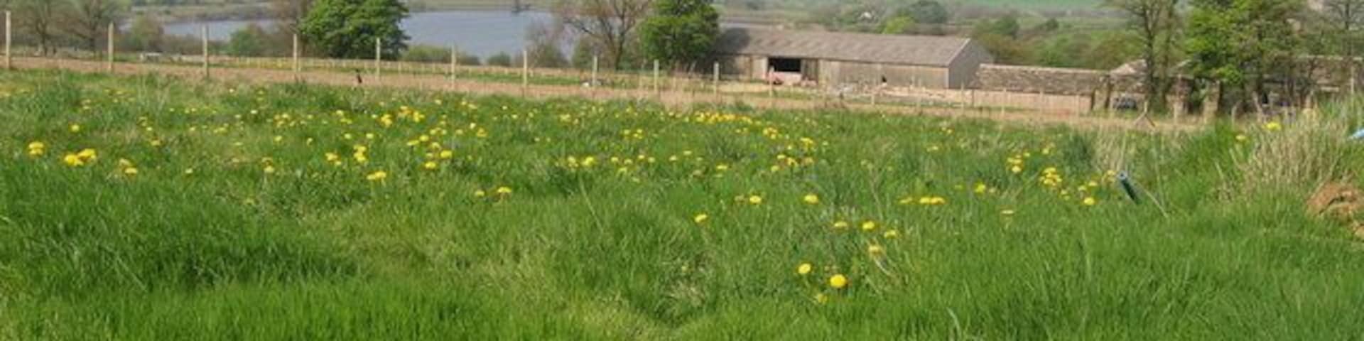 Royd Moor Reservoir. A spring time view across the meadows of Royd Moor Farm from Royd Moor Road. Ingbirchworth village is in the distance on the left, with the white building of the former Rose and Crown pub, the last house in the village (going south) visible. See SE2205.