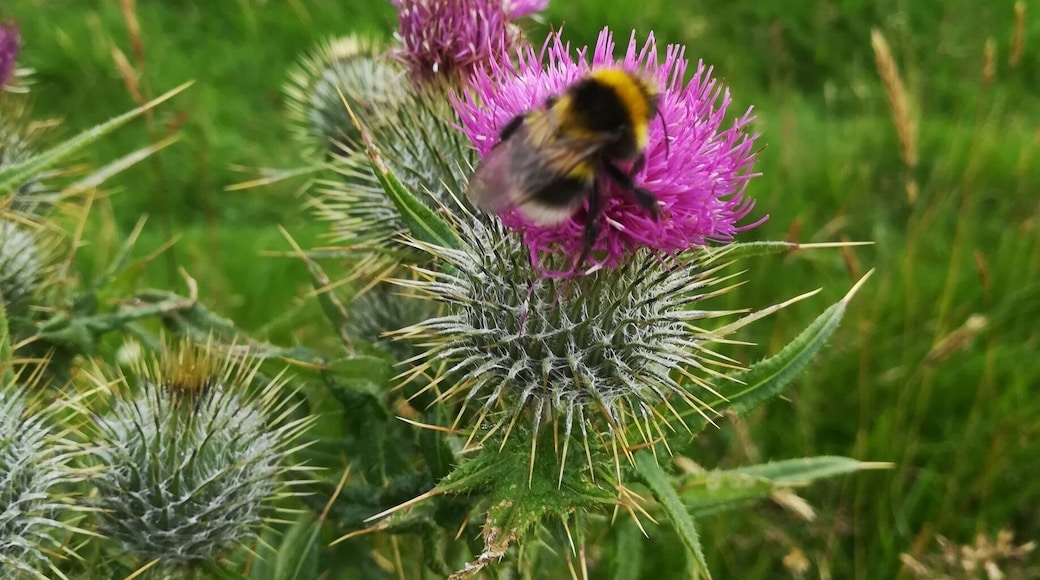 Bumblebee on Thistle (Campsie Hills)