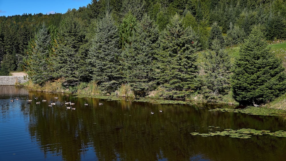 View of the pond in a nature reserve, cloudless blue sky, mirrored trees in the water, egret and ducks, in Quebec Harrington. Travel to Canada
