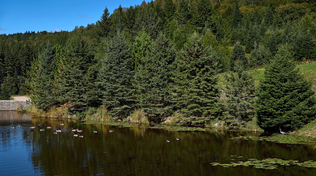 View of the pond in a nature reserve, cloudless blue sky, mirrored trees in the water, egret and ducks, in Quebec Harrington. Travel to Canada