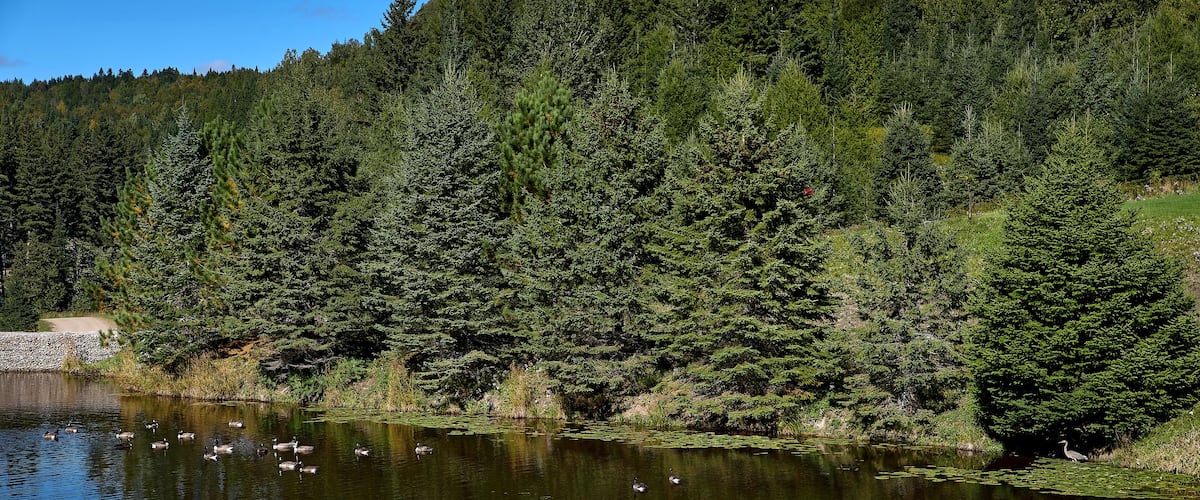 View of the pond in a nature reserve, cloudless blue sky, mirrored trees in the water, egret and ducks, in Quebec Harrington. Travel to Canada