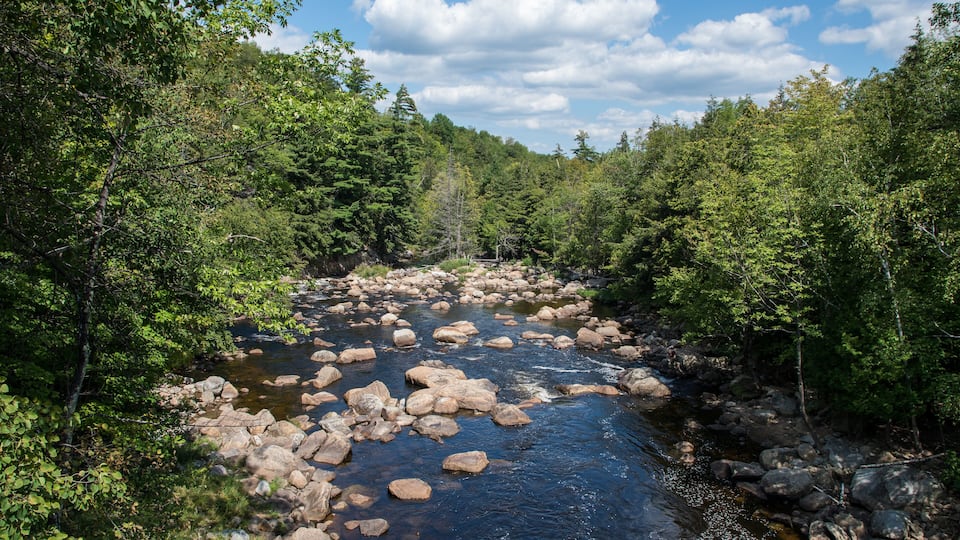 A river with rocks and surrounded by dense green forest.