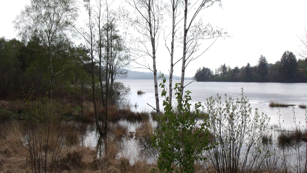 Un lac entouré d’arbres et d’herbes sèches.