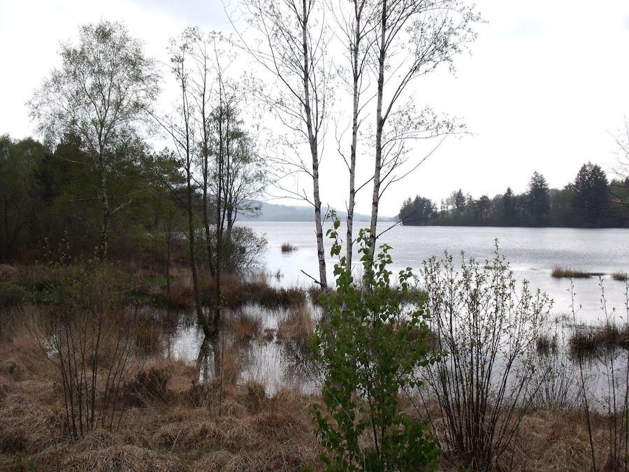 A lake surrounded by trees and dry grass.