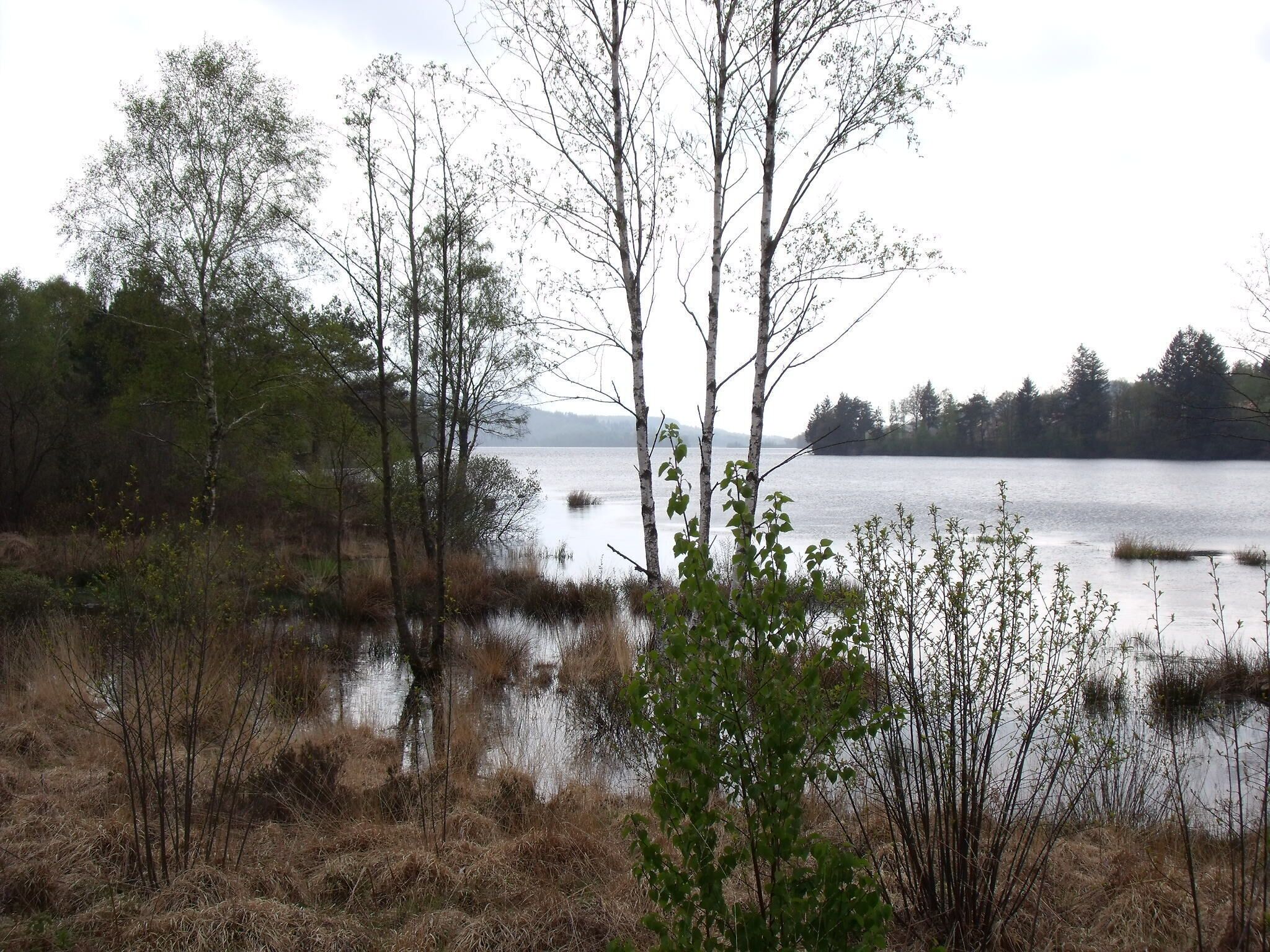A lake surrounded by trees and dry grass.