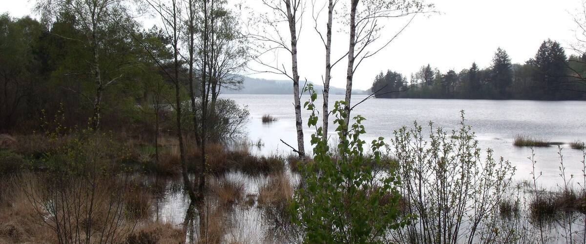 A lake surrounded by trees and dry grass.