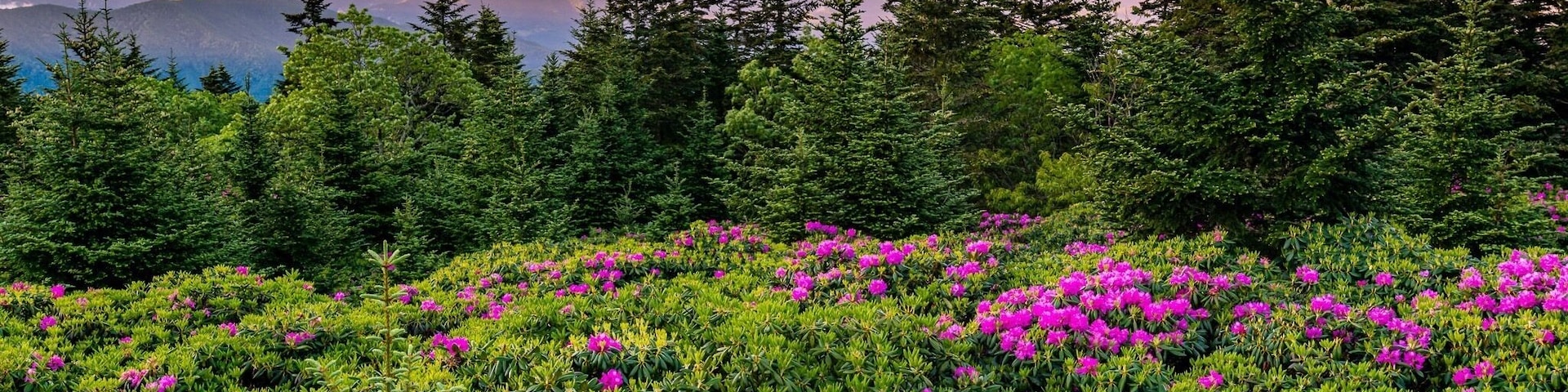 Sunrise On Roan Mt. TN
#landscape #mountain #sunrise