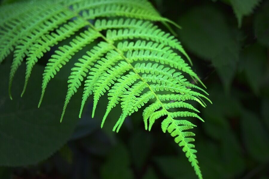 Magical fairy forest. #TakeAHike #bluerigeparkway