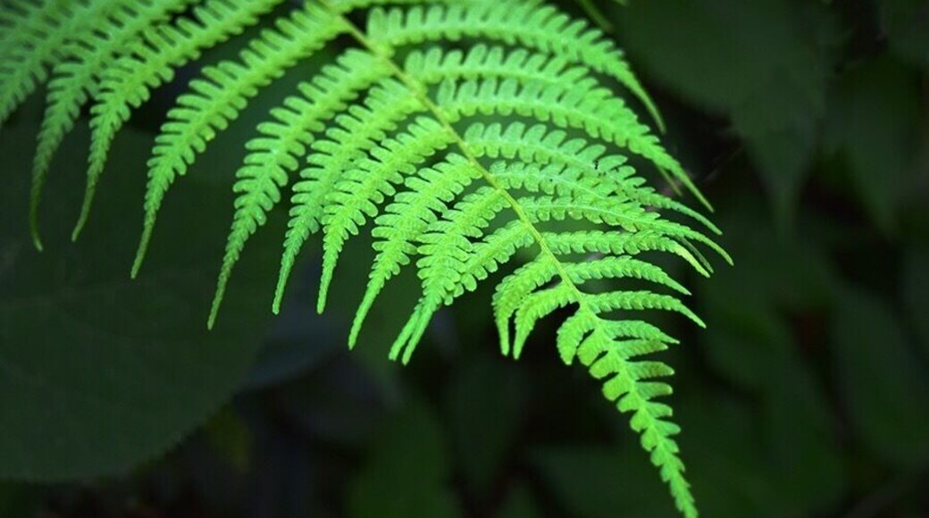 Magical fairy forest. #TakeAHike #bluerigeparkway
