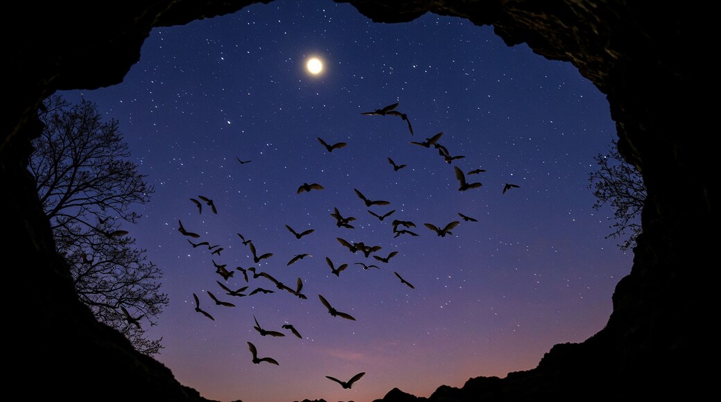 Night Time Bats in a Cave Entrance