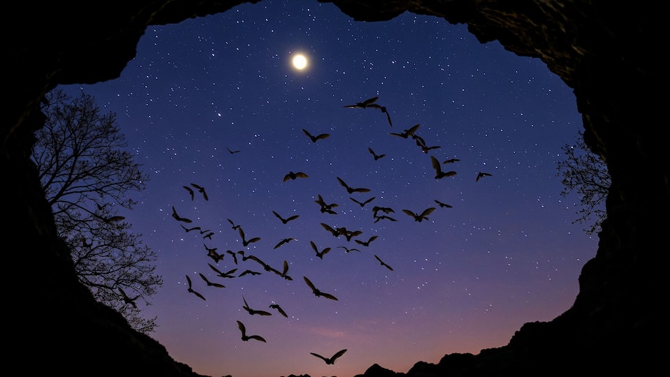 A starry night sky viewed through a cave opening, with a full moon and silhouettes of birds flying.