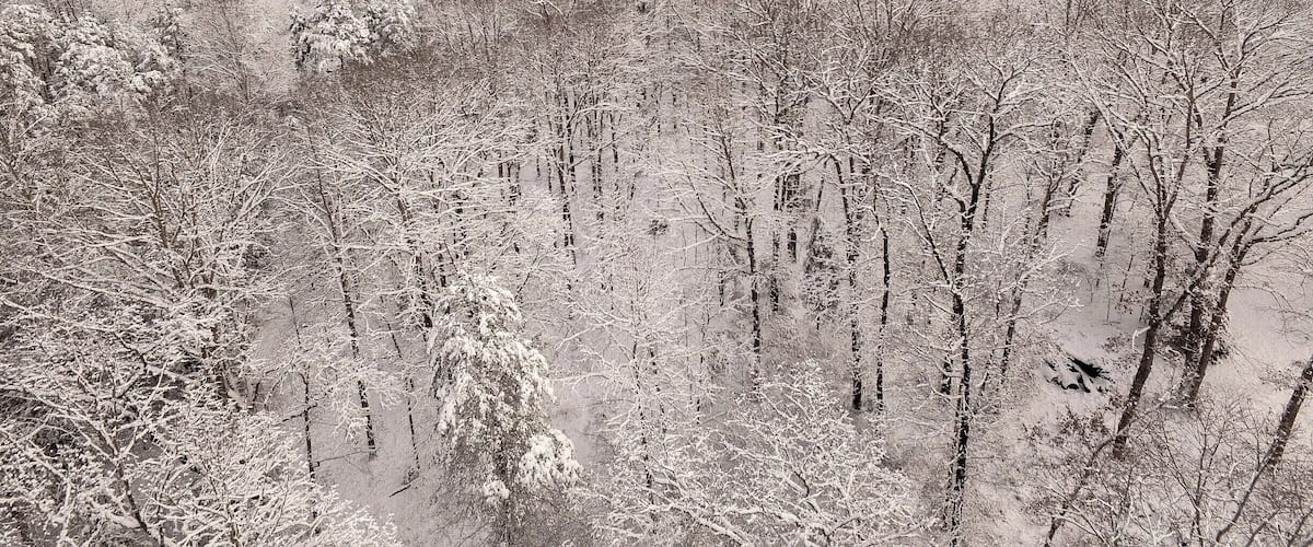 A snowy landscape with a forest and distant mountains.