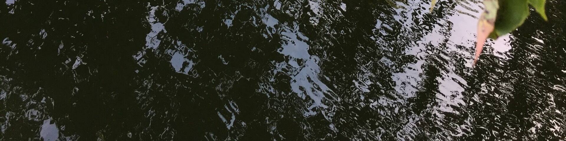 Right in my own”backyard “