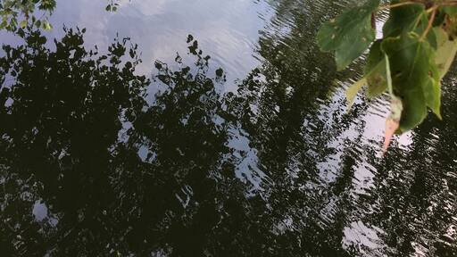 Right in my own”backyard “