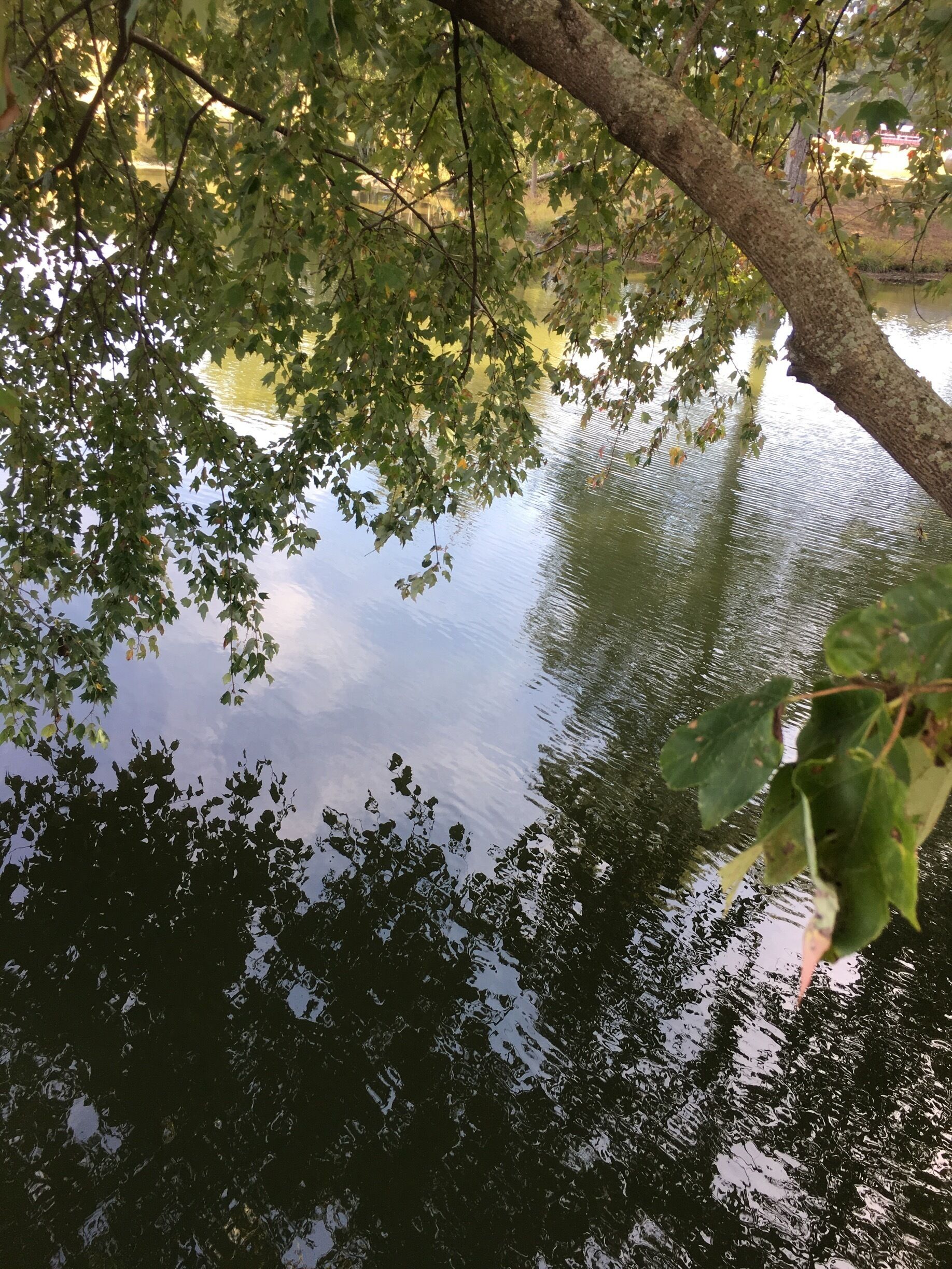 A calm lake with reflections of trees and a boat in the distance.