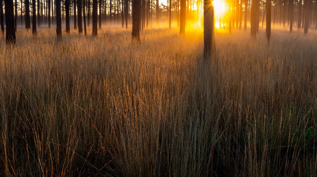A forest with tall grass and trees during sunrise or sunset.