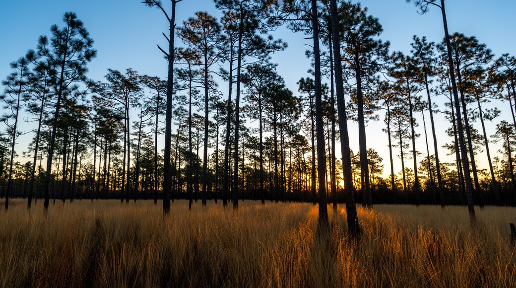 long Shadow in Savanna at Sunrise