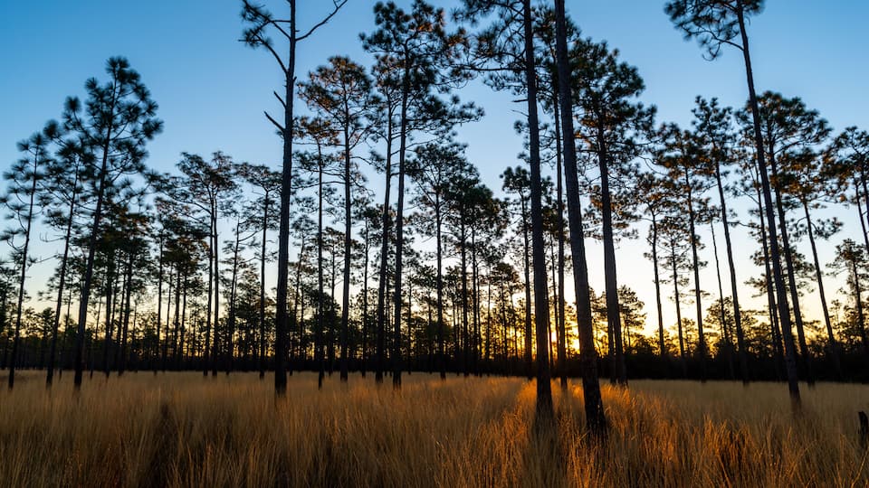 A forest of tall pine trees at sunset.