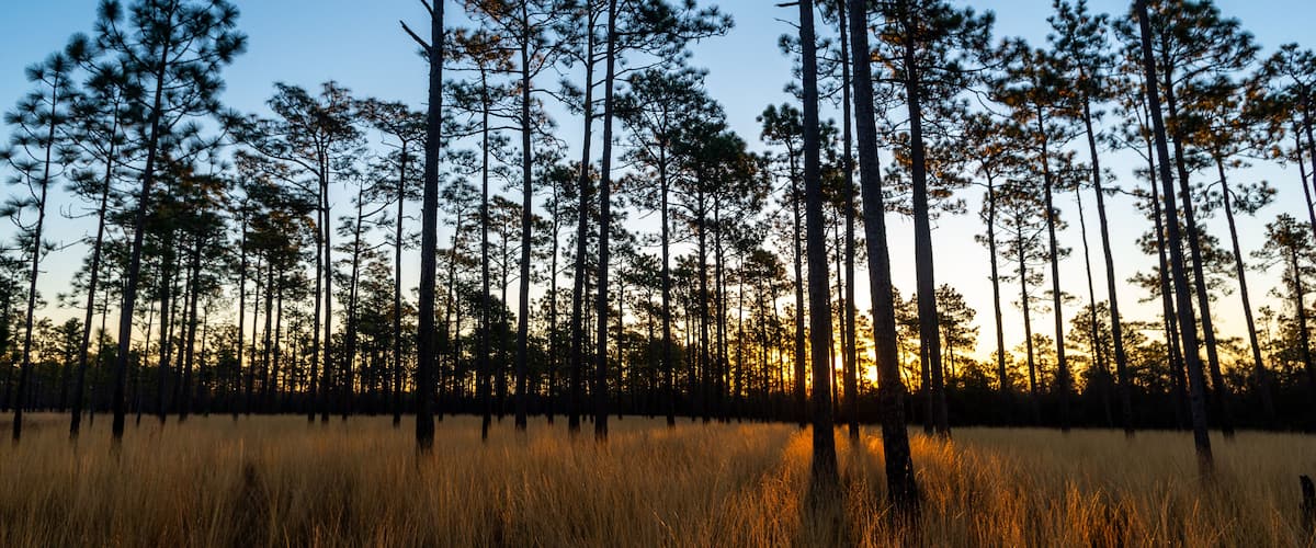long Shadow in Savanna at Sunrise