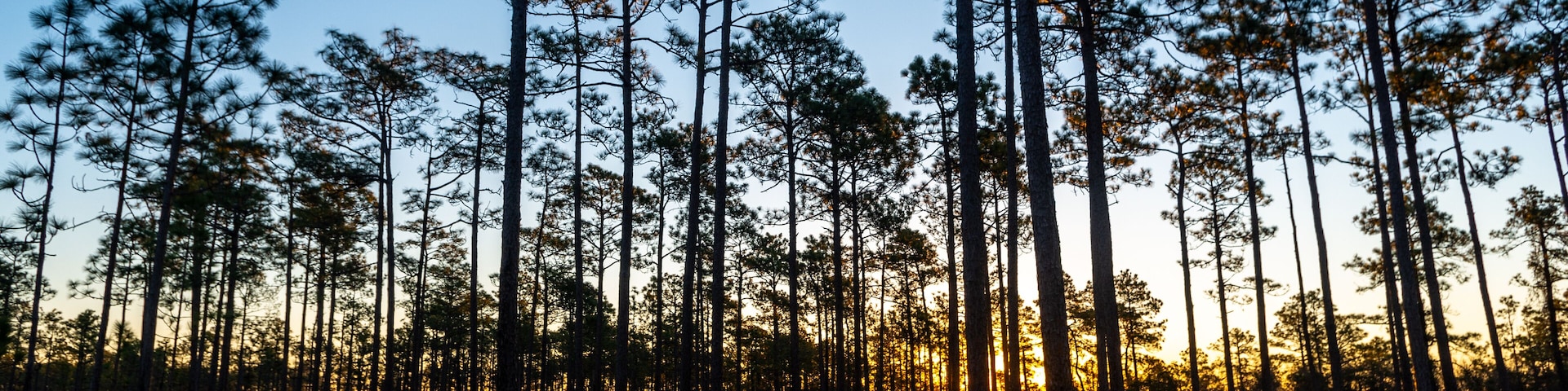 A forest of tall pine trees at sunset.