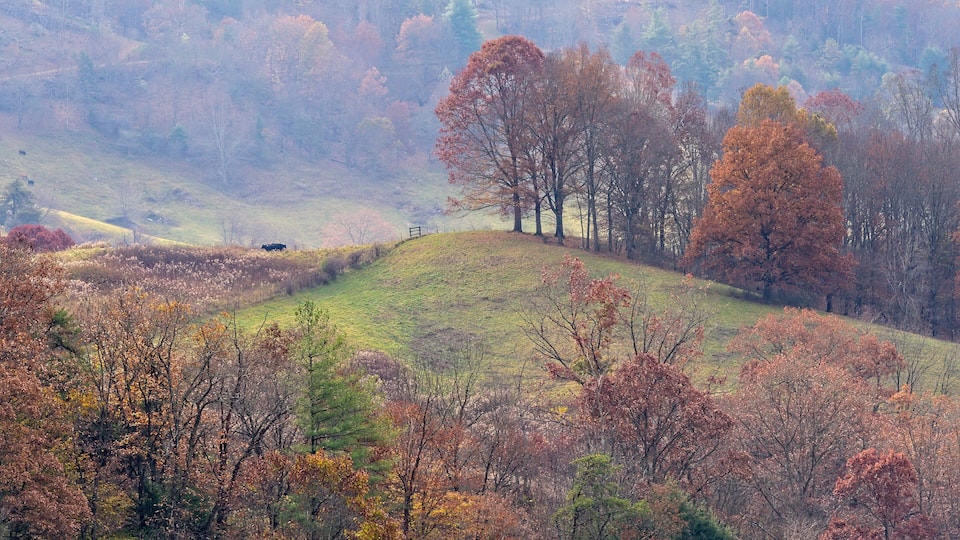 A hilly landscape with autumn-colored trees and a cow grazing on the hillside.