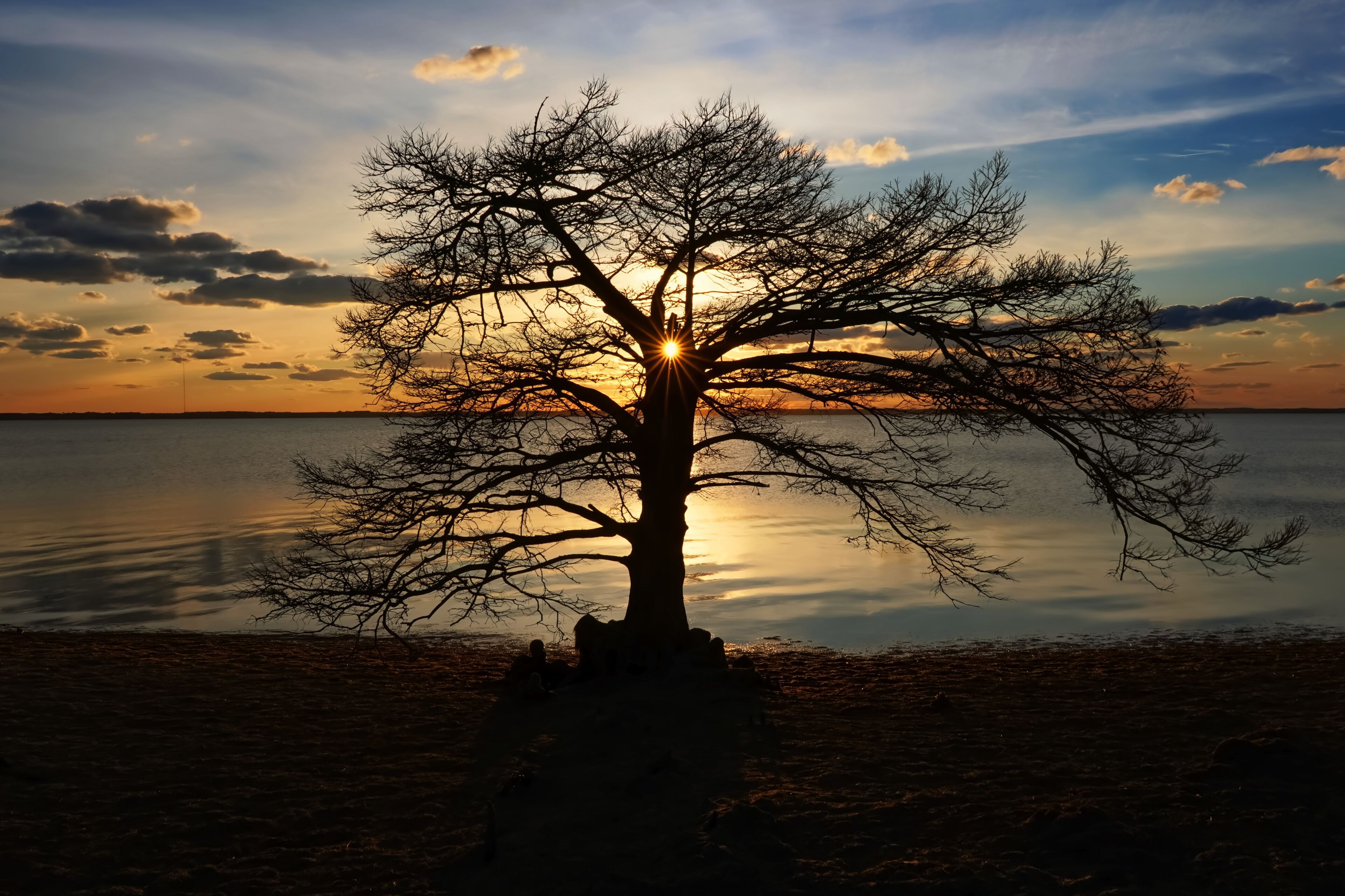 A tree silhouetted against a sunset with a calm body of water in the background.