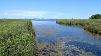Um rio com algas, rodeado por grama alta e uma linha de árvores ao longe.