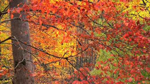 Cabins in great smoky mountain park