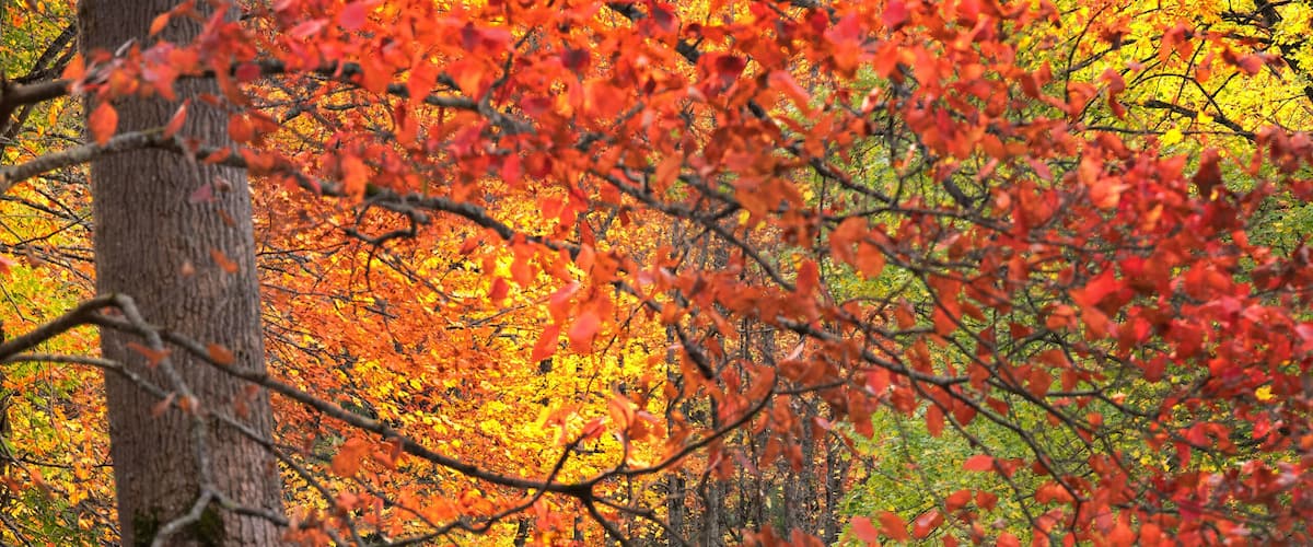 A rustic cabin surrounded by autumn foliage.