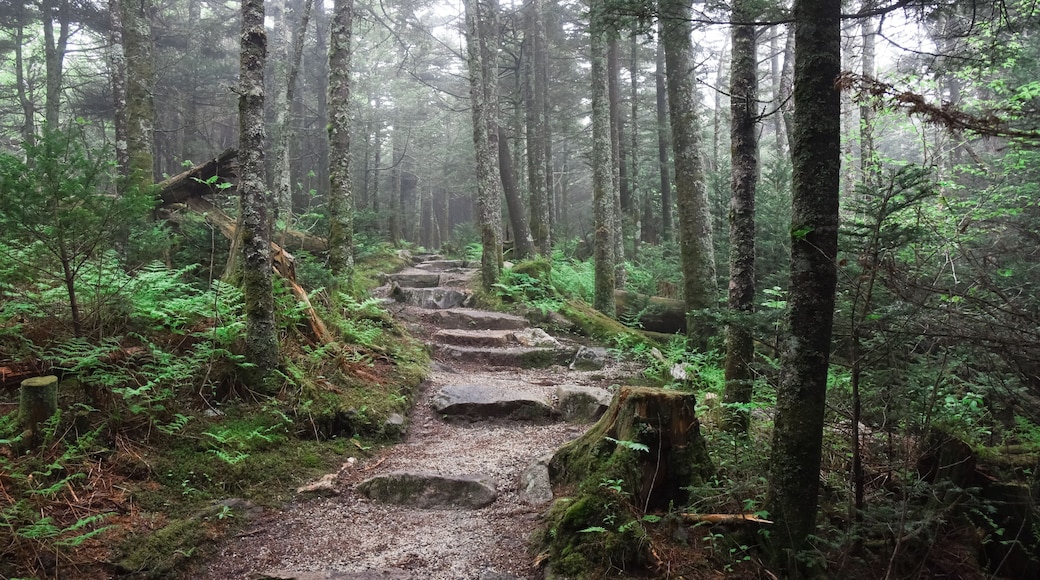 ディープ ギャップ