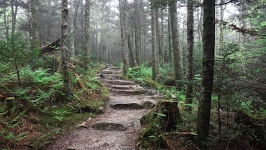 Foggy hike on the Deep Gap Trail, North Carolina