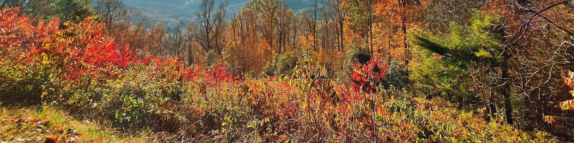 Blue Ridge Park Way
Shot using iPhone 11 Pro Max