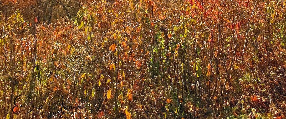 Wonderful spot on the parkway. Taken Sunday November 10th