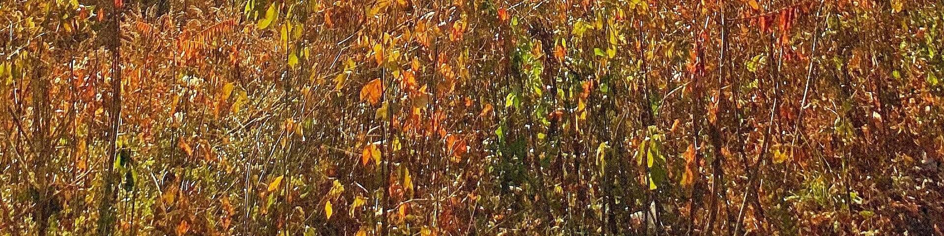 Wonderful spot on the parkway. Taken Sunday November 10th