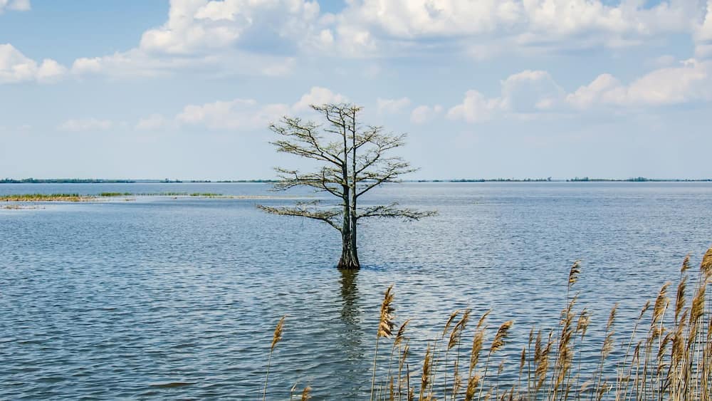 nature around mattamuskeet lake north carolina