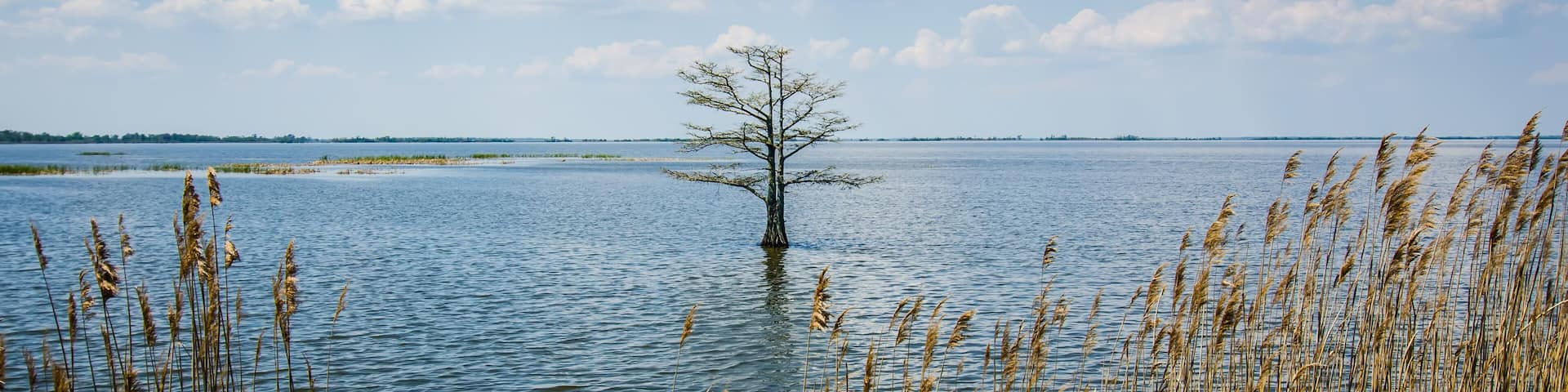 nature around mattamuskeet lake north carolina
