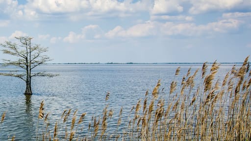nature around mattamuskeet lake north carolina