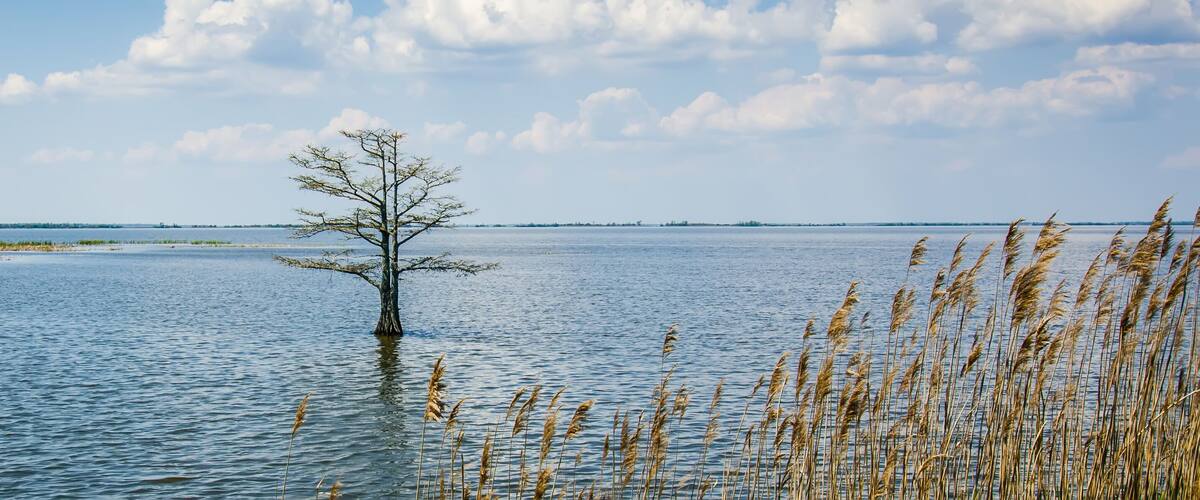 A solitary tree in a body of water surrounded by tall grasses.
