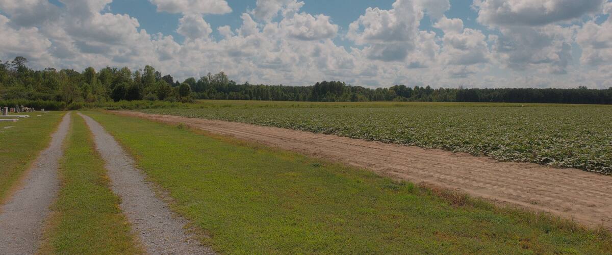 A rural landscape with a dirt road leading through a field of crops under a partly cloudy sky.
