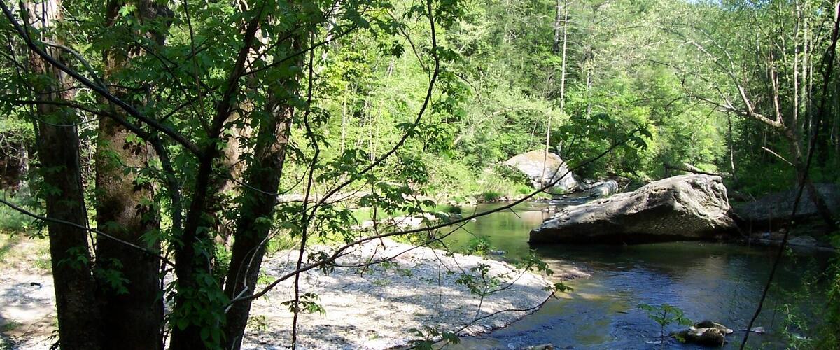 A forested river with rocks and trees.