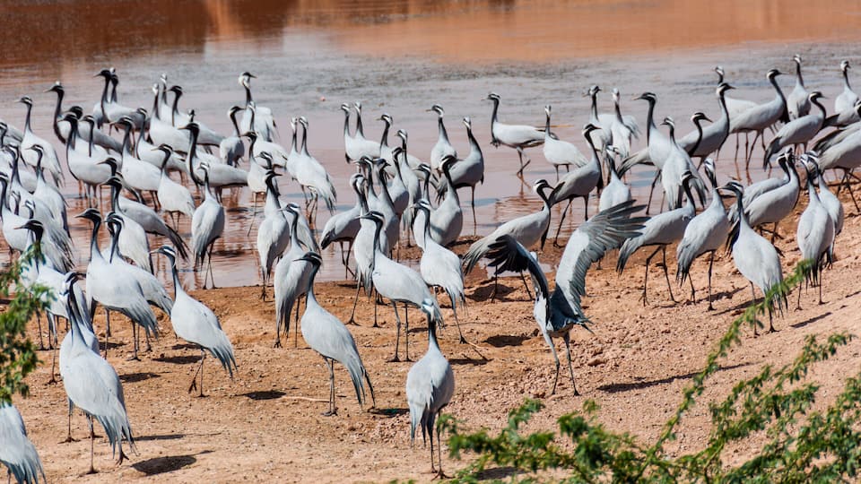 A large flock of white birds standing on a sandy shore near a body of water.