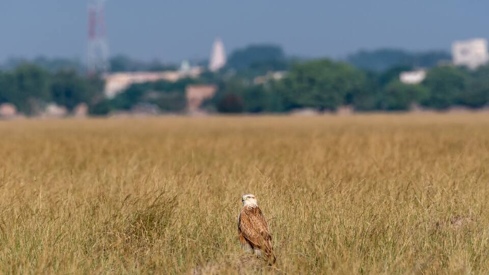 A bird standing in a field with a blurred cityscape in the background.